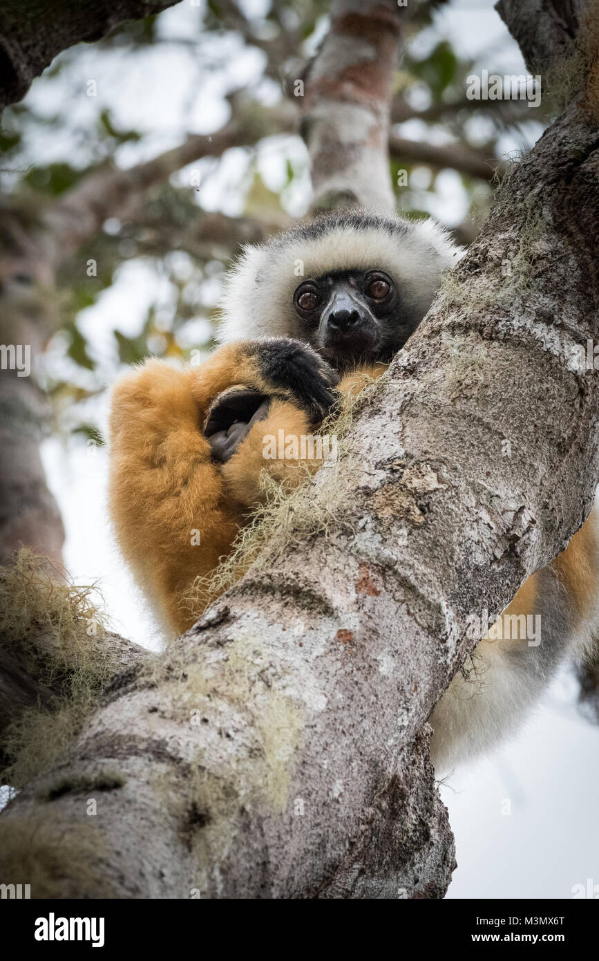 Diademed Sifaka (Propithecus diadema) Lemur, Madagaskar Stockfoto
