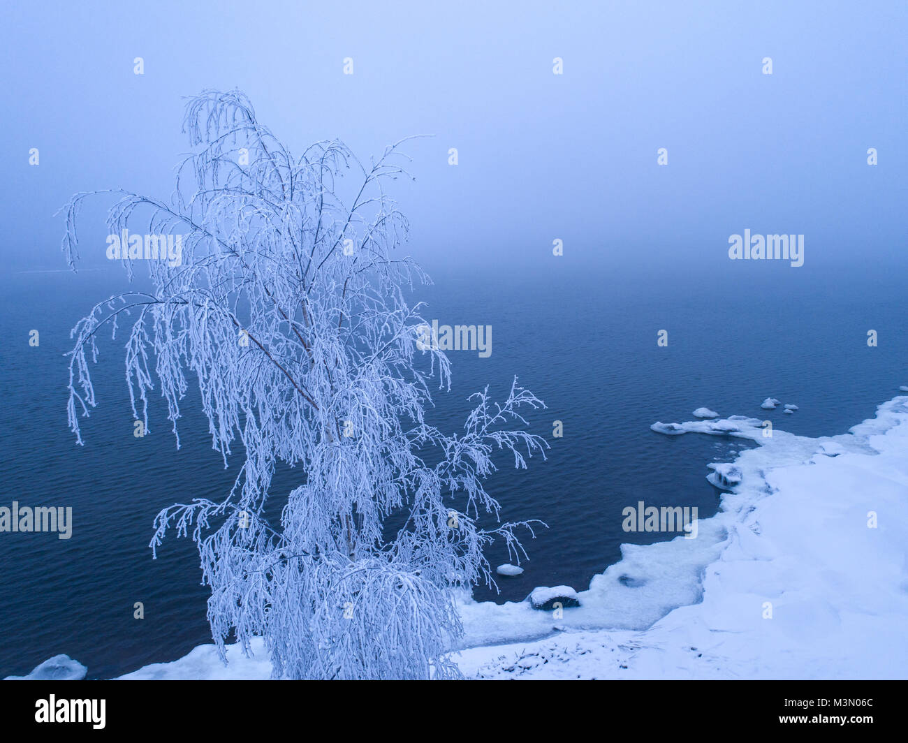 Frost bedeckt Birke gegen nebligen Meer und verschneite Küste Stockfoto