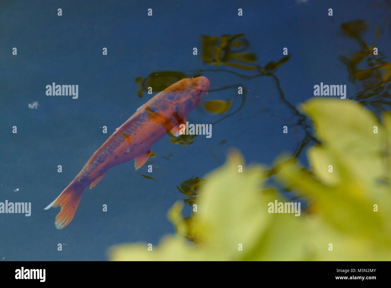 Ducks koi Fotos und Bildmaterial in hoher Auflösung Alamy