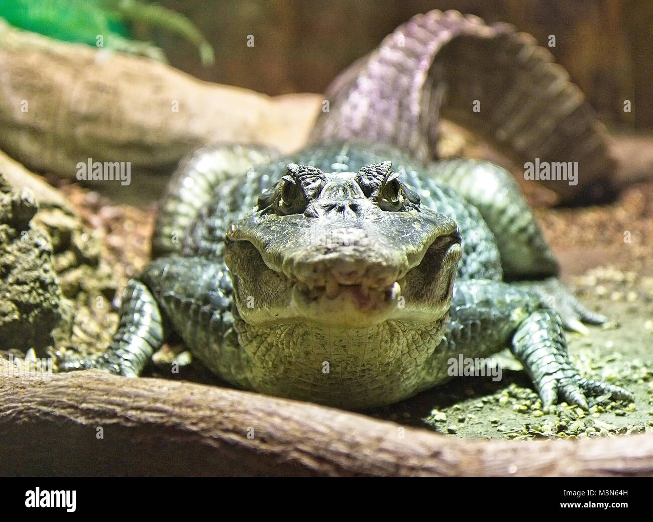 Alligator - Krokodil schaut direkt in die Kamera. Stockfoto
