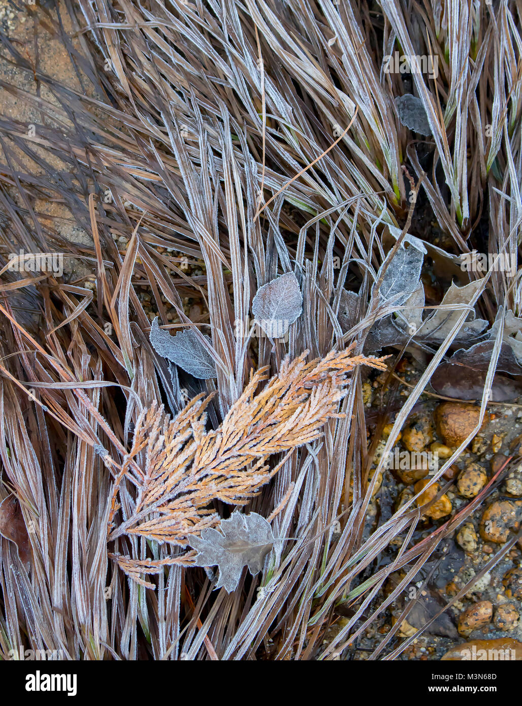 Frost bedeckt Gras und Wacholder in Brauntönen im Yosemite National Park, Kalifornien Stockfoto