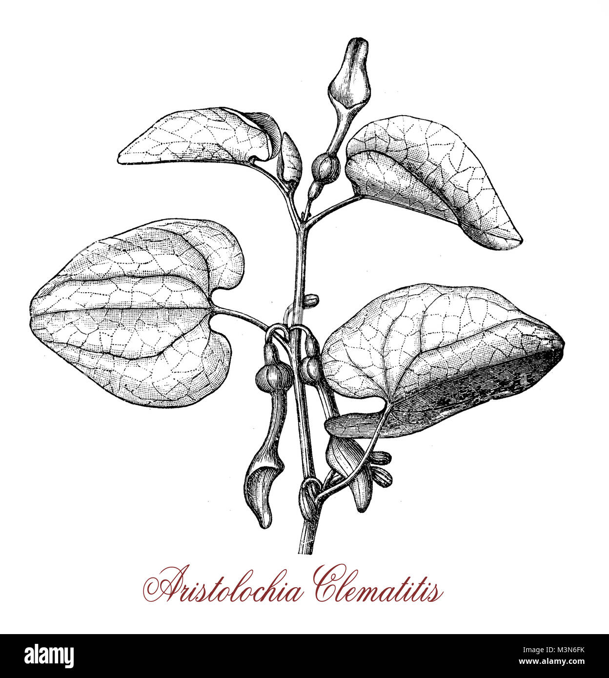 Vintage Gravur von aristolochia clematitis oder Europäischen birthwort, Windend mit hören - geformte Blätter und blass gelb röhrenförmigen Blüten, giftig. Stockfoto
