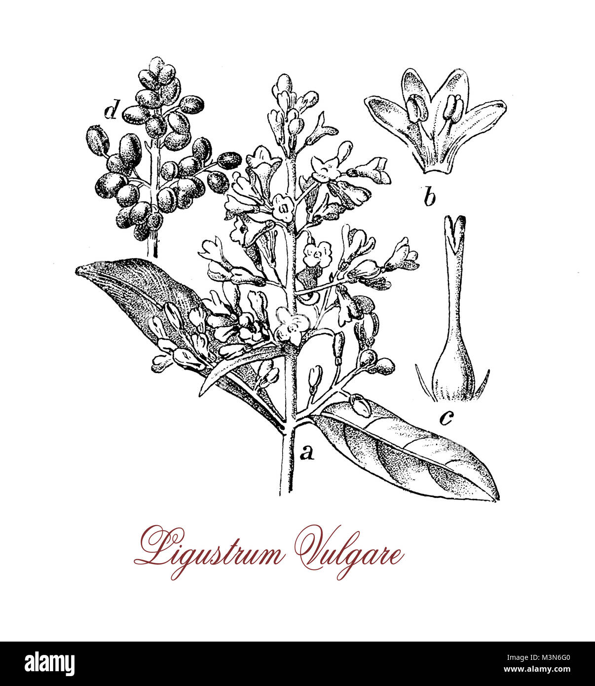 Vintage Gravur von ligustrum vulgare oder Liguster, Strauch mit weißen cremige Blumen und giftigen schwarzen Beeren, häufig in Südeuropa. Stockfoto