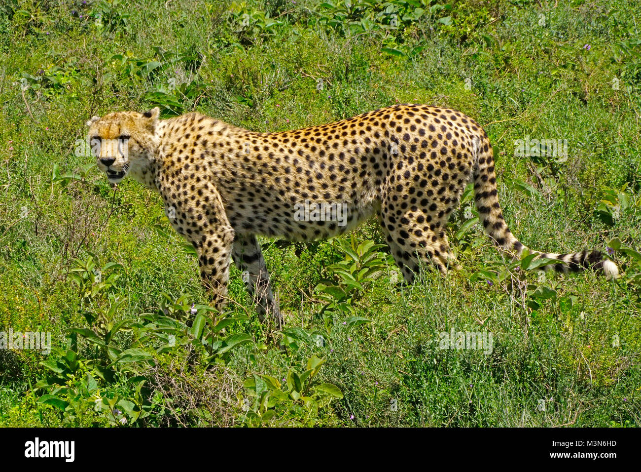 Gepard im hohen Gras auf der südlichen Serengeti in Tansania. Stockfoto