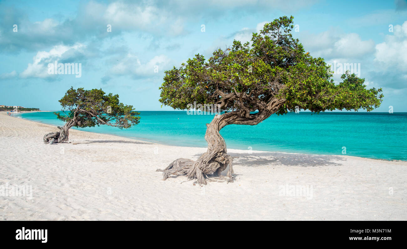 Eagle Beach mit Divi divi Bäume auf Aruba Insel Stockfoto