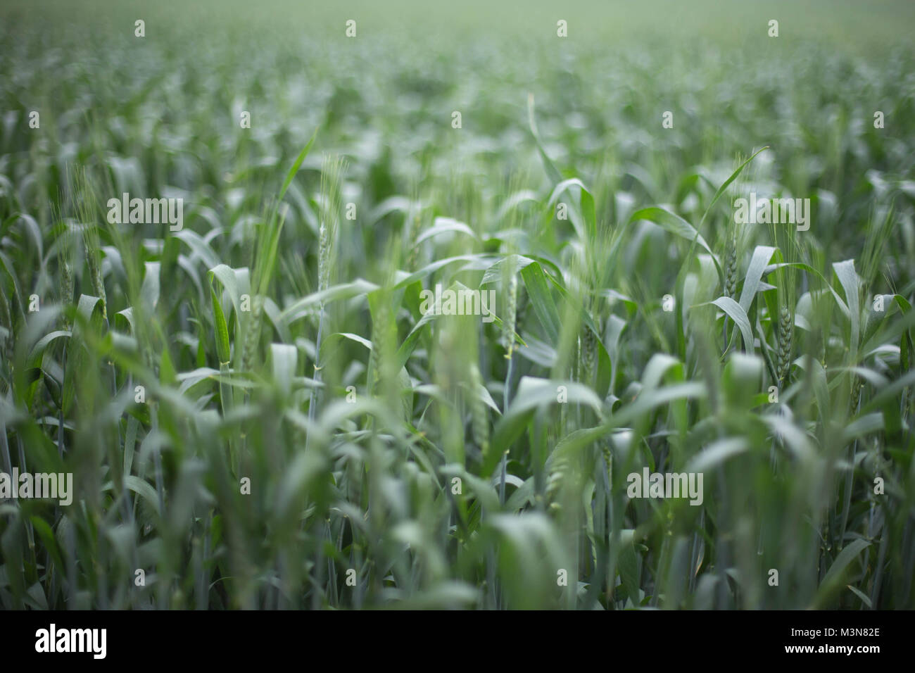 Grünes Weizenfeld Nahaufnahme dof frische Samen Wachstum z.b Natürliches Licht Fotografie Stockfoto