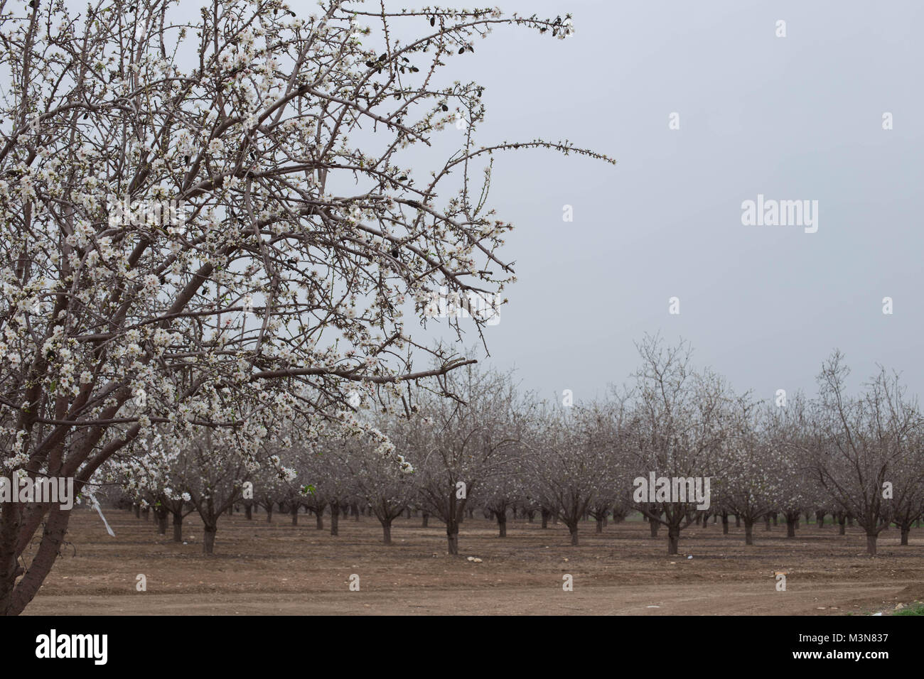 Almond Tree Blossom orchard Frühjahr schönen blühenden außerhalb natürliche Fotografie Stockfoto