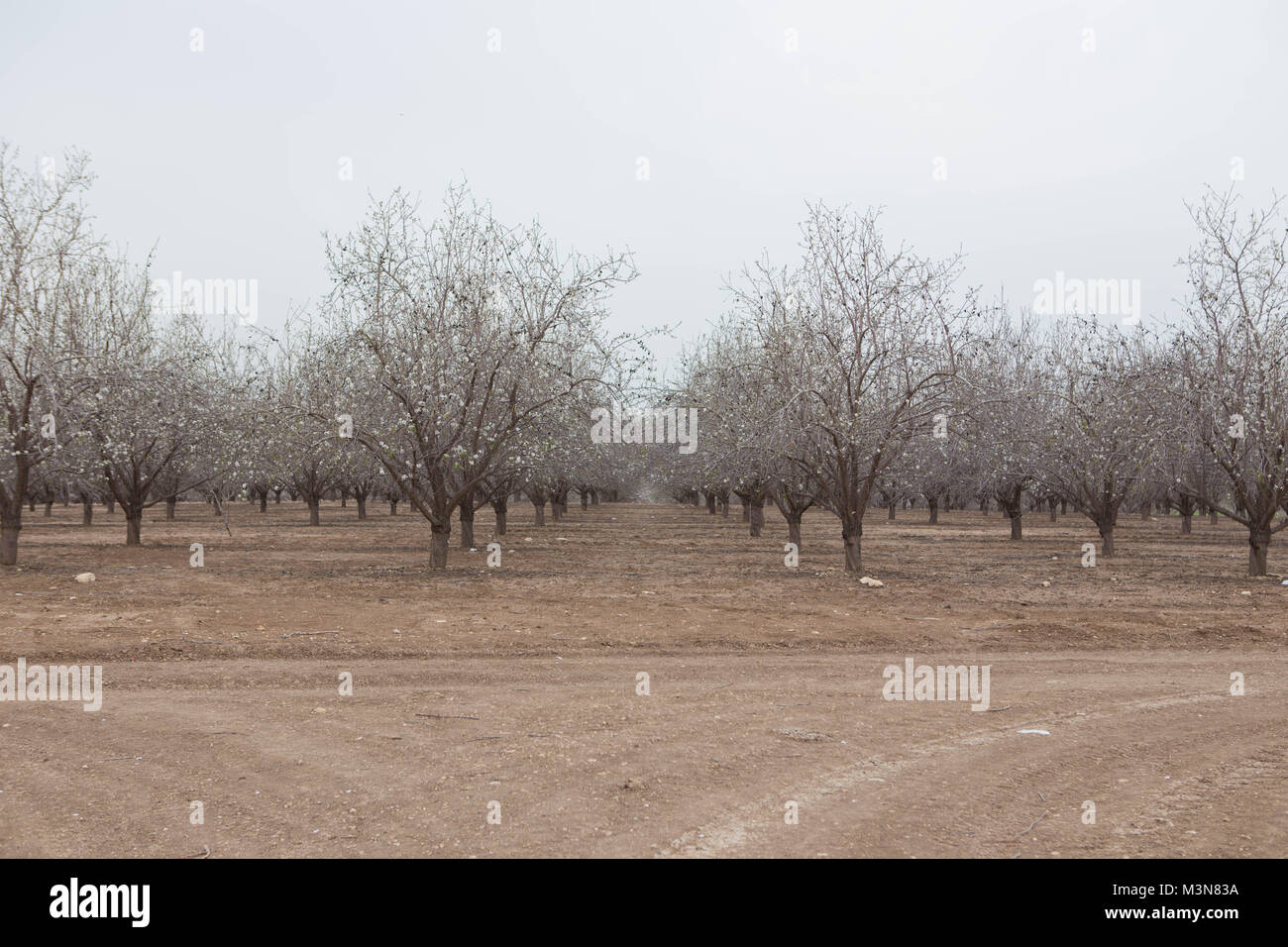 Mandelbaum Obstgarten schöne Blüte im Frühjahr blühenden außerhalb Natürliches Licht Fotografie Stockfoto