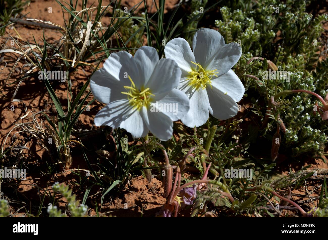 Weiß Nachtkerzenöl in sagebrush Land Stockfoto