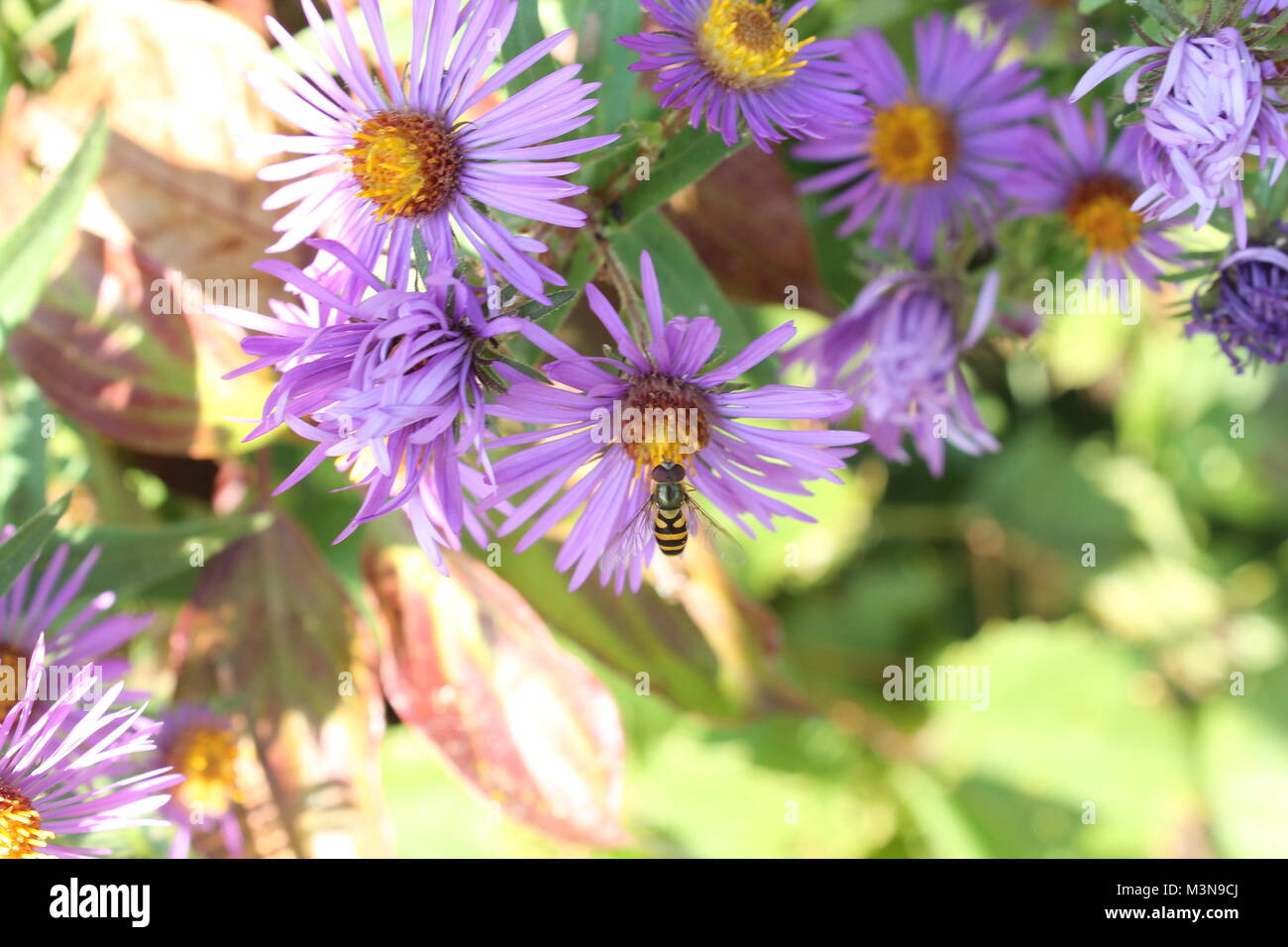 Eine Nahaufnahme Bild einer Biene bestäubt eine Blume während des Tages in den Morgen. Stockfoto