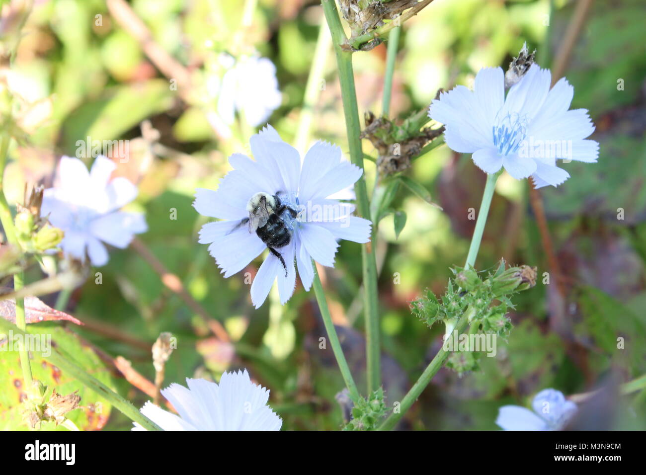 Eine Nahaufnahme Bild einer Biene bestäubt eine Blume während des Tages in den Morgen. Stockfoto