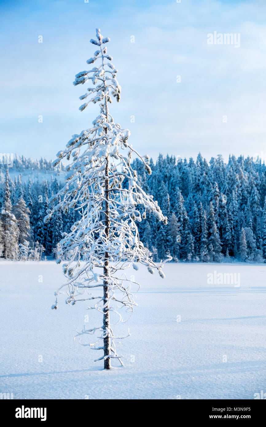 Verschneiten Wälder im Norden Finnlands Stockfoto