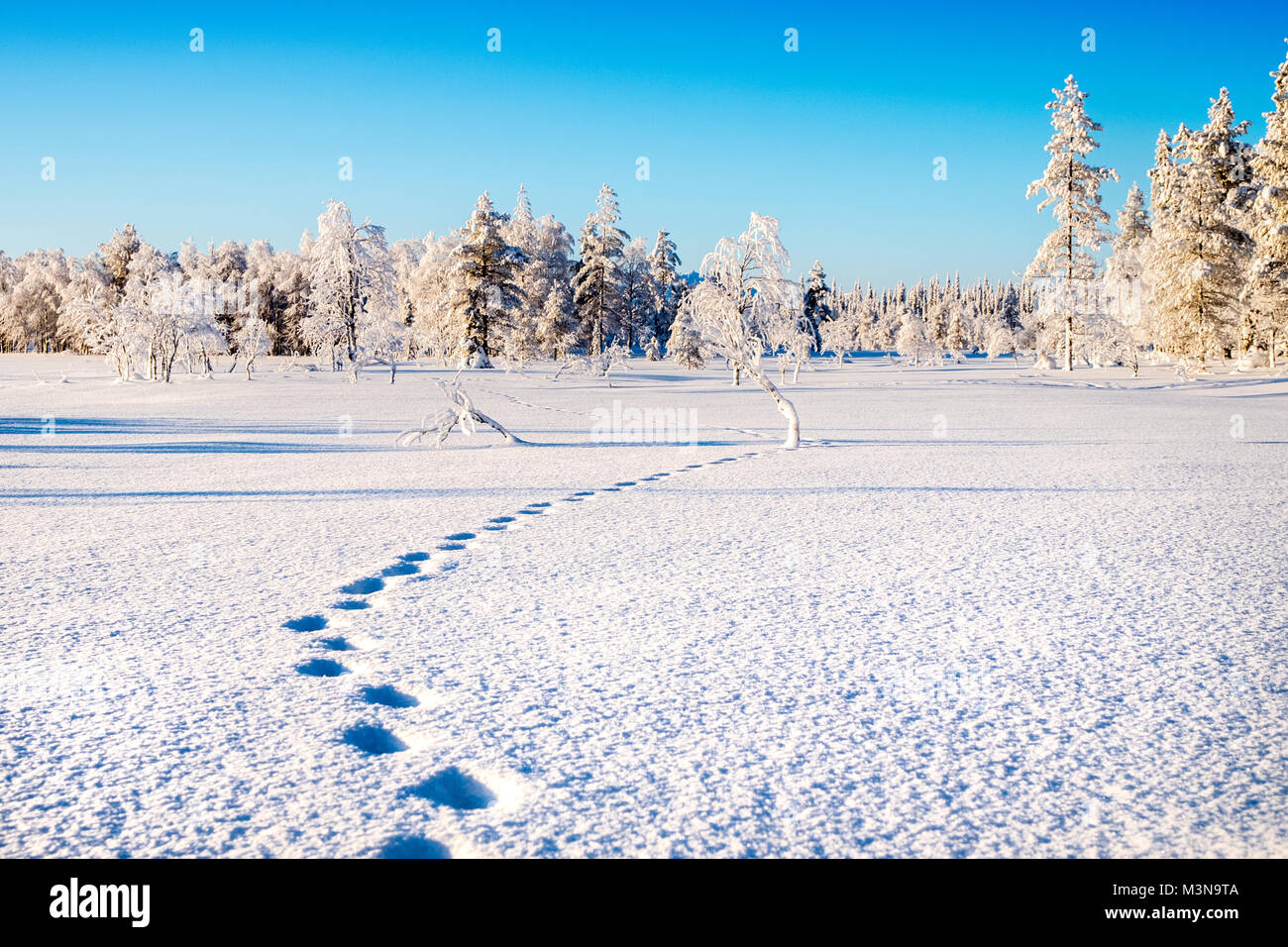 Verschneiten Wälder im Norden Finnlands Stockfoto