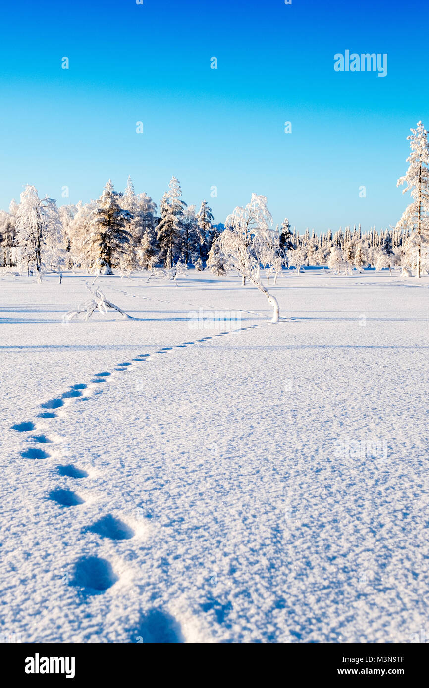 Verschneiten Wälder im Norden Finnlands Stockfoto