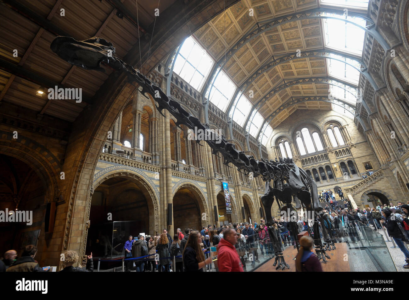 Lebensgroße Modell der Diplodocus Skelett Dinosaurier Dippy genannt in der Hintze Hall im Natural History Museum in London, England, Vereinigtes Königreich. April 5 t Stockfoto