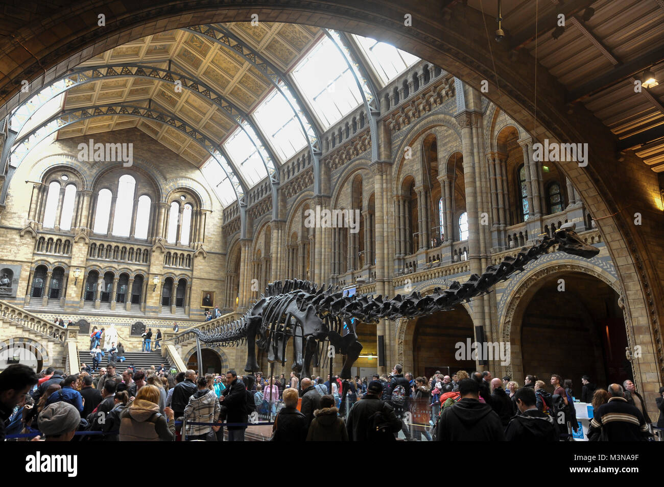 Lebensgroße Modell der Diplodocus Skelett Dinosaurier Dippy genannt in der Hintze Hall im Natural History Museum in London, England, Vereinigtes Königreich. April 5 t Stockfoto