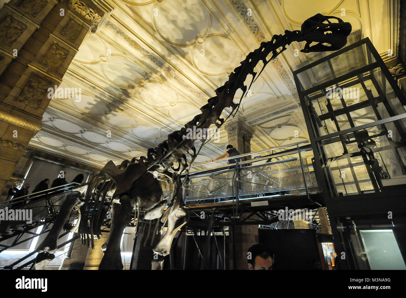 Lebensgroße Modell der Diplodocus Skelett Dinosaurier Dippy genannt in der Hintze Hall im Natural History Museum in London, England, Vereinigtes Königreich. April 5 t Stockfoto