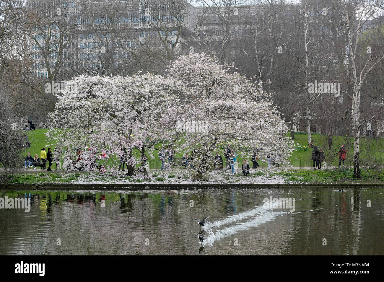 St James Park See in St. James Park und 102 Petty France mit Ministerium der Justiz Gebäude in London, England, Vereinigtes Königreich. Am 5. April 2015 © werde Stockfoto