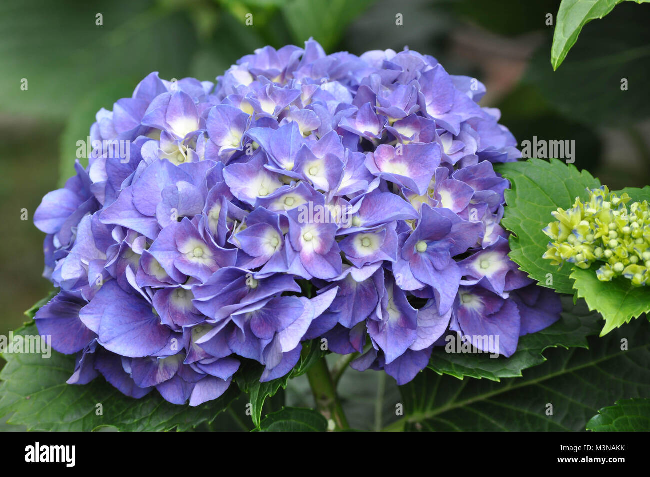Purple Hydrangea Anlage mit Blumen in voller Blüte Stockfoto