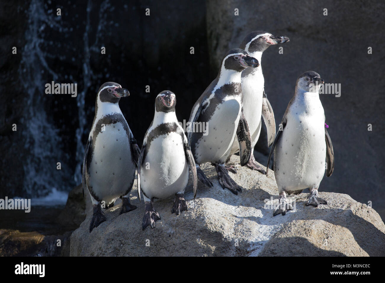 Humboldt-Pinguine sonnen sich auf einem Felsen in einem Zoolebensraum (Spheniscus humboldti) Stockfoto