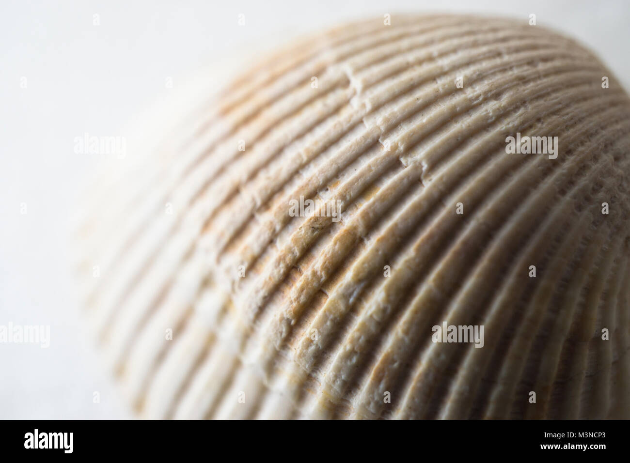 Nahaufnahme der Rippen eines Cockle sea shell. Stockfoto