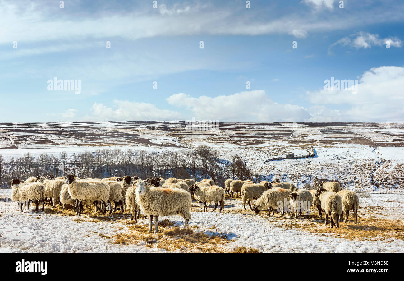 Schaf mit dicken Vliese feed auf Heu über die schneebedeckten North York Moor im Winter in der Nähe von Goathland, Yorkshire, Großbritannien. Stockfoto