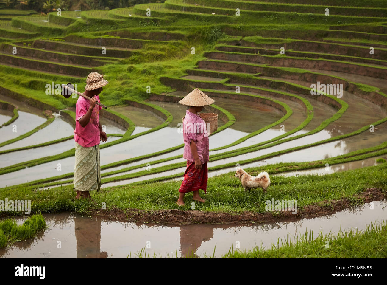 Landwirte mit Hund am Reis padi Terrance in Ubud, Bali. Stockfoto