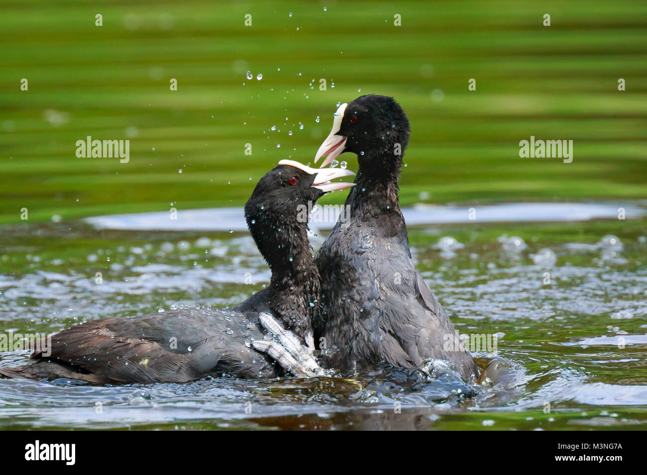 Nahaufnahme von zwei eurasischen Blässhühner Fulica Atra Wasservögel zeigen Aggression und Kampf Stockfoto