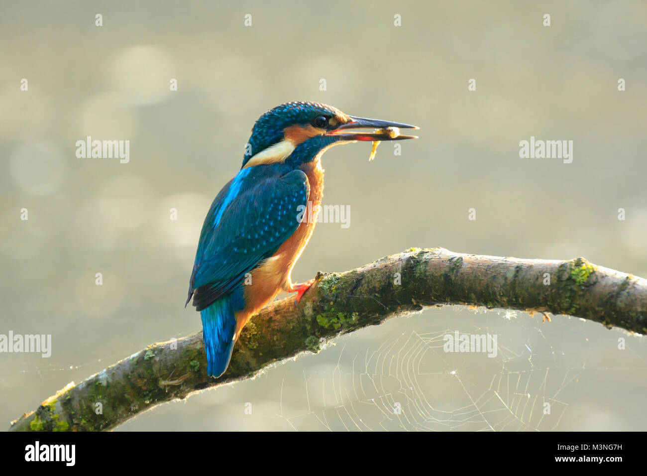 Detaillierte Nahaufnahme der Vogel ein eisvogel Alcedo atthis fangen und essen ein kleiner Fisch in der frühen Morgensonne im Frühling Saison. Stockfoto