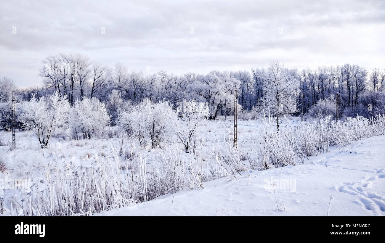 Verschneite Wälder im Winter weißen Schnee. Winterlandschaft im Park am