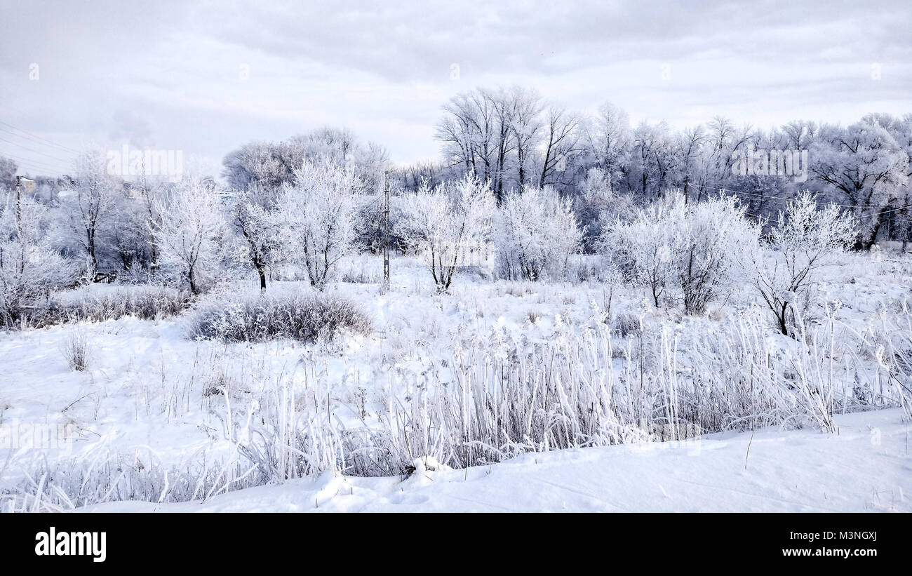 Verschneite Wälder im Winter weißen Schnee. Winterlandschaft im Park am