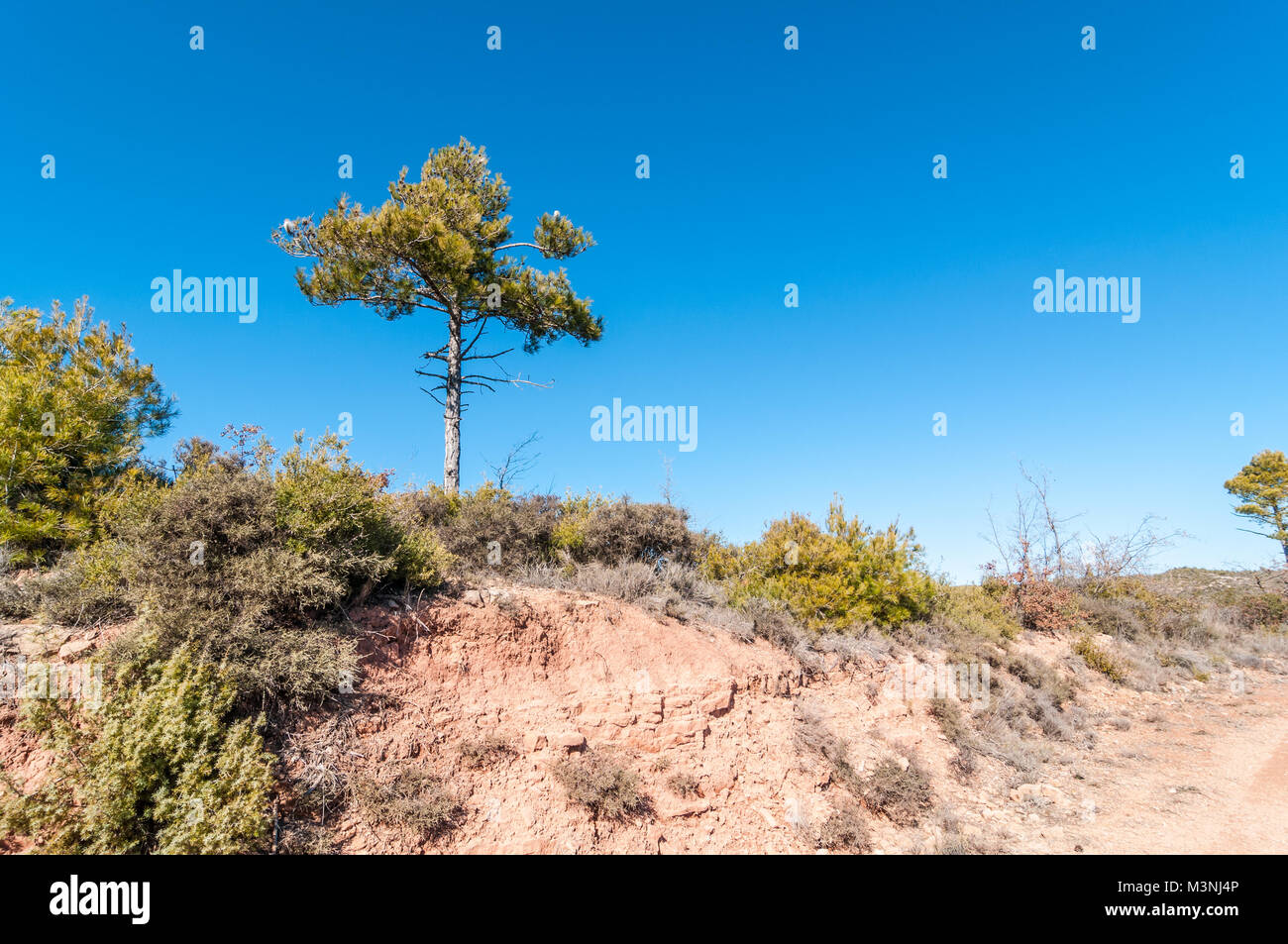 Aleppo-kiefern, Pinus halepensis, auf blauem blackground, Katalonien, Spanien Stockfoto