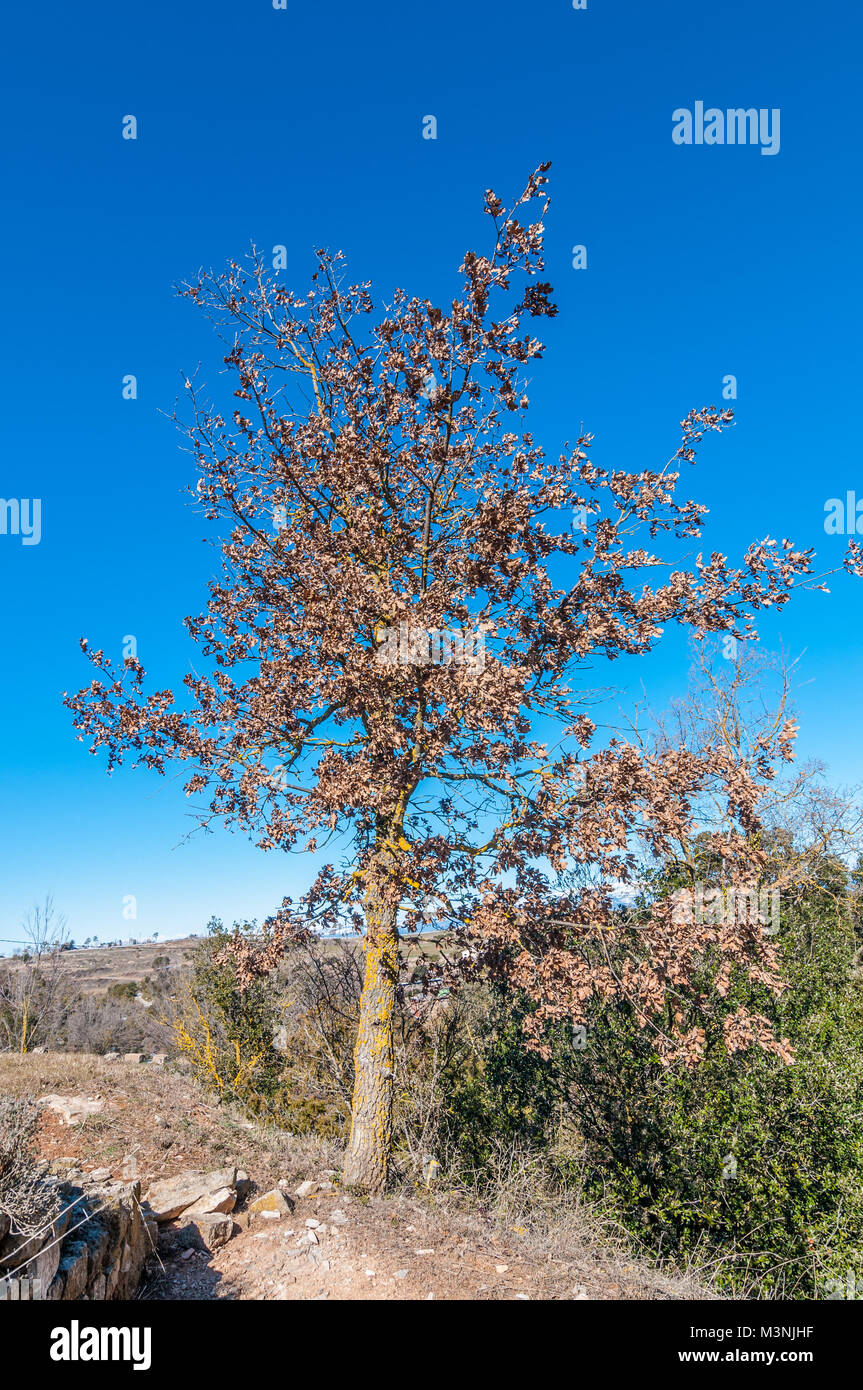 Eiche, Quercus sp., auf dem Hintergrund des blauen Himmels, Katalonien, Spanien Stockfoto