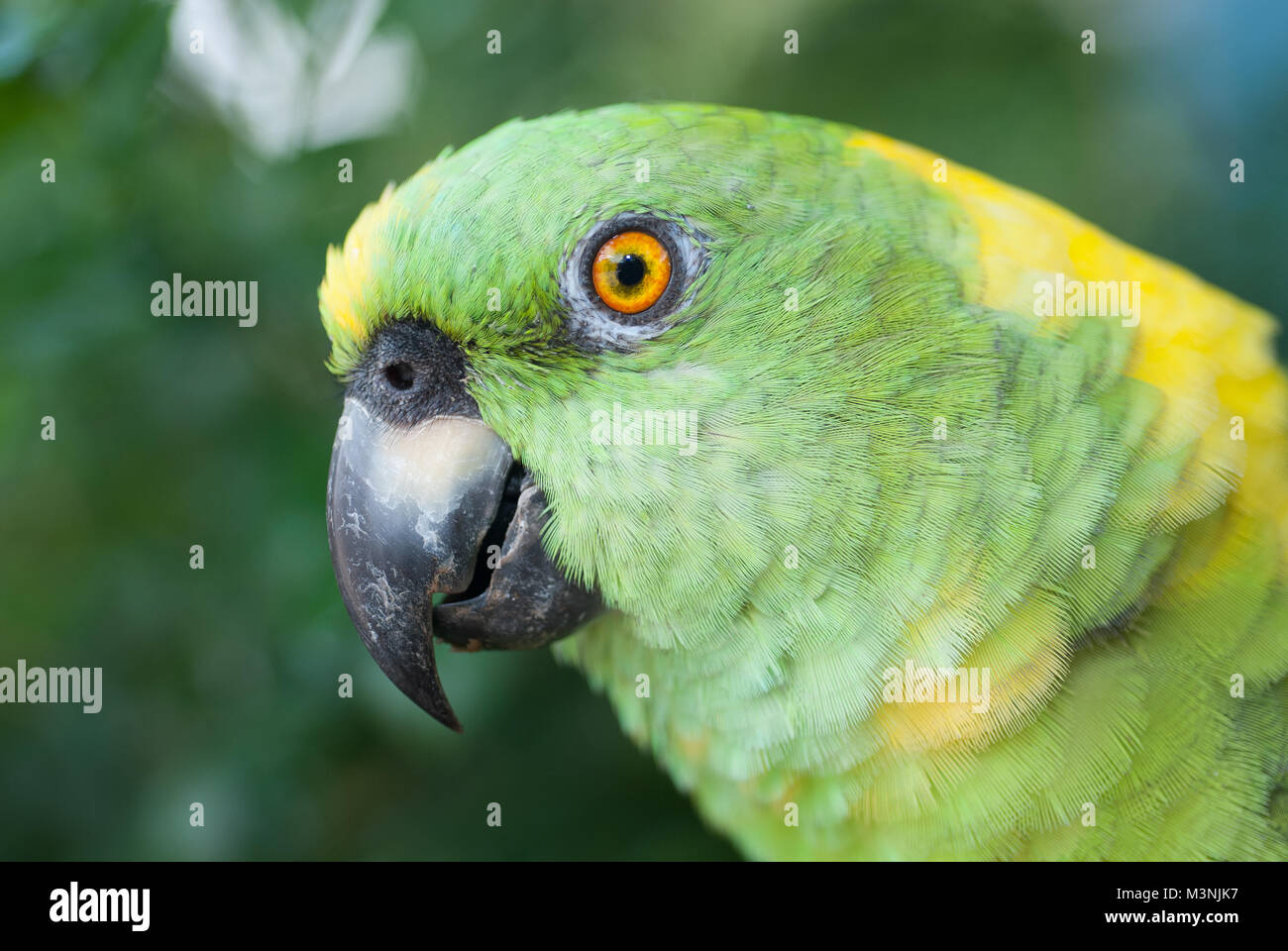 Porträt einer gefährdeten Gelb-naped Papagei, Nicaragua. Diese Sorte ist durch den Verlust von Lebensraum und die illegalen Haustierhandel bedroht. Stockfoto