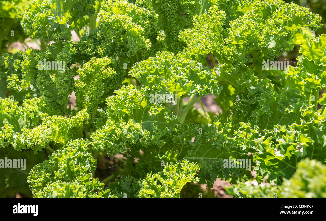 Das Feld gesät mit einem grünen Salat. Stockfoto