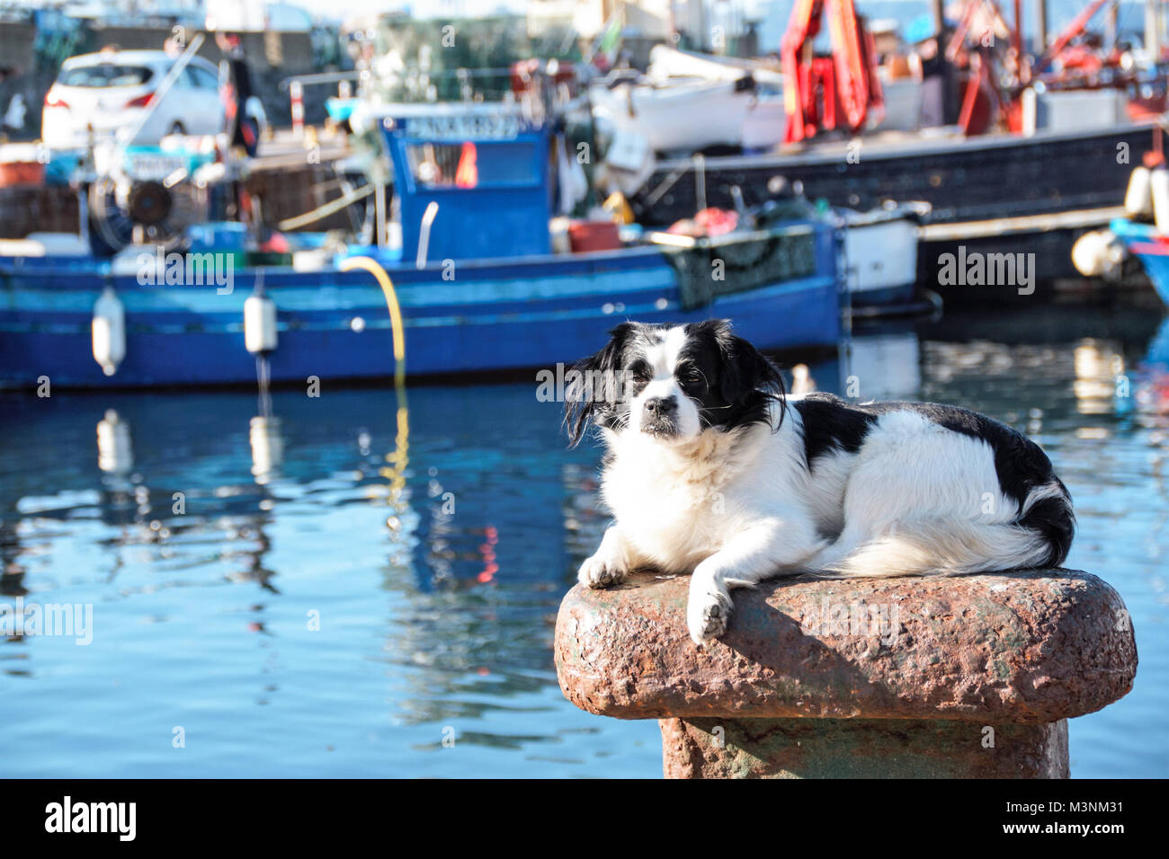 Hund Sonnenbaden auf einen Liegeplatz Poller im Hafen von Pozzuoli, Neapel, Italien Stockfoto