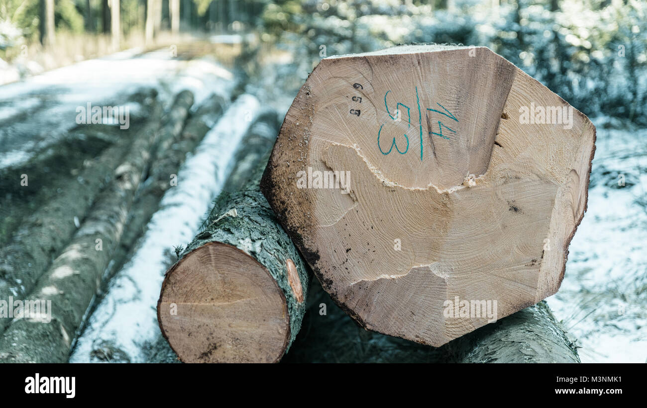 Forstwirtschaft und Waldnutzung in der künstlerischen Detail. Close-up aus Baumstämmen in einem abgetrennten mit unscharfen Winter Hintergrund in blau-grün Ton. Stockfoto