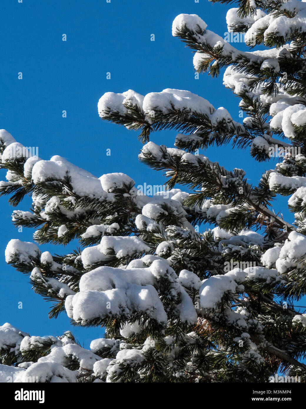 Tanne mit Schnee auf Branchen und blauem Hintergrund Stockfoto