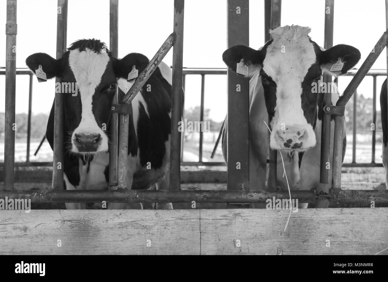 Tiere auf dem Bauernhof Kühe Stockfoto