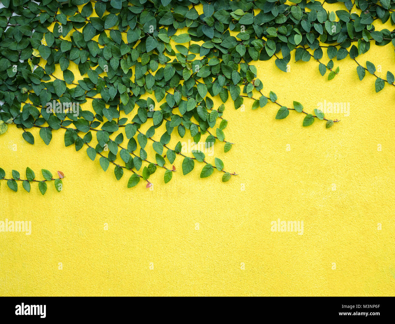 Grüne Blätter auf gelb Beton wand hintergrund Exterieur home design Stockfoto