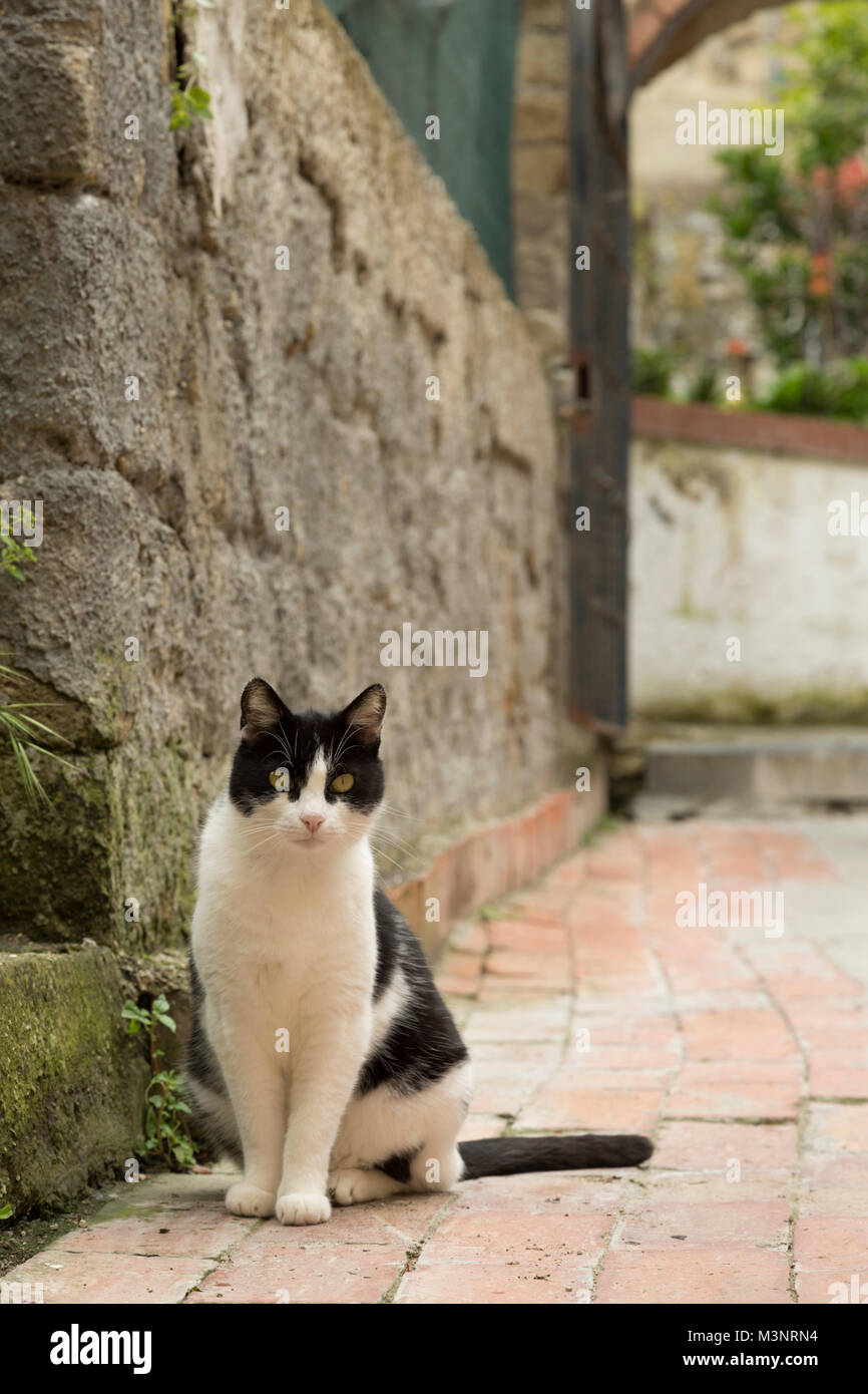 Closeup süße schwarze und weiße Katze im klassischen brick Italienischen Innenhof Eintrag ausdrucksstarkes Gesicht erkundigten sich interessiert neugierig Ausdruck Neapel Italien sitzen Stockfoto