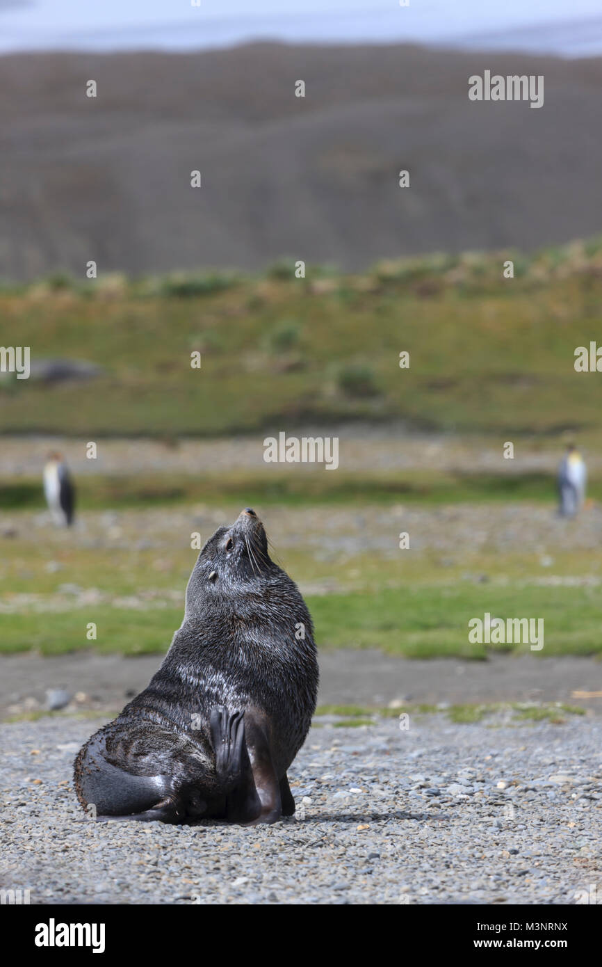 Closeup Tagträumen nach Hooker Seelöwe sitzt bis zu Himmel am felsigen Strand flache Tiefenschärfe Berg Hintergrund South Georgia Island suchen Stockfoto