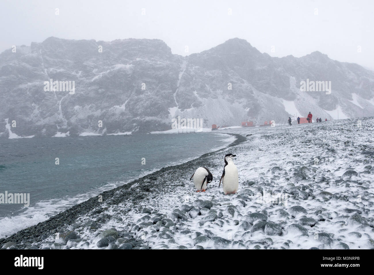 Pinguine auf Rock Beach in der Bucht von Research Station bei windigen Schneesturm, Menschen, Gebäude, Berge im weichen Schnee Hintergrund der Antarktis Stockfoto