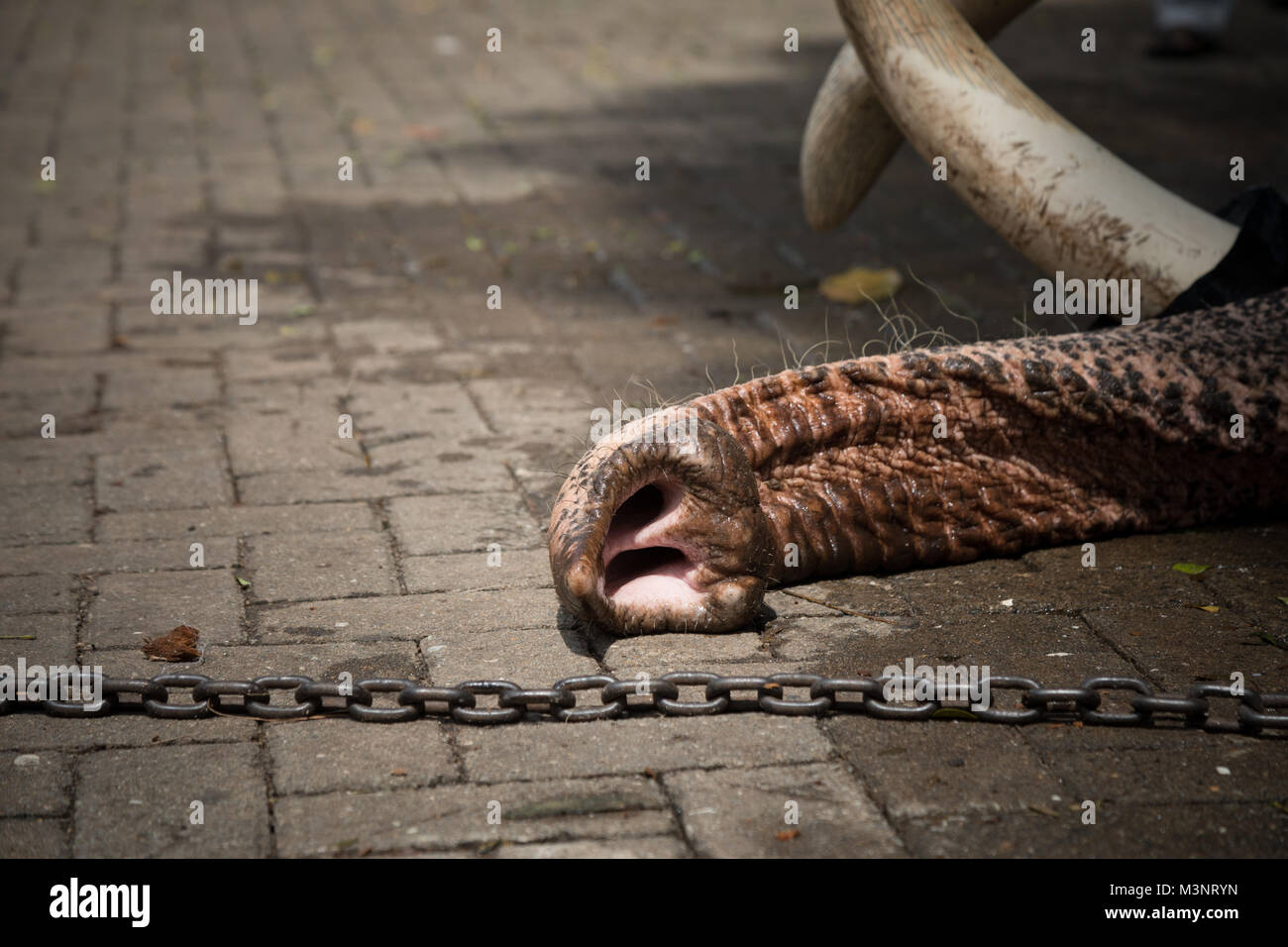 Sri Lanka Kandy Esala Perahera parade Elefanten in Ketten liegend Stockfoto