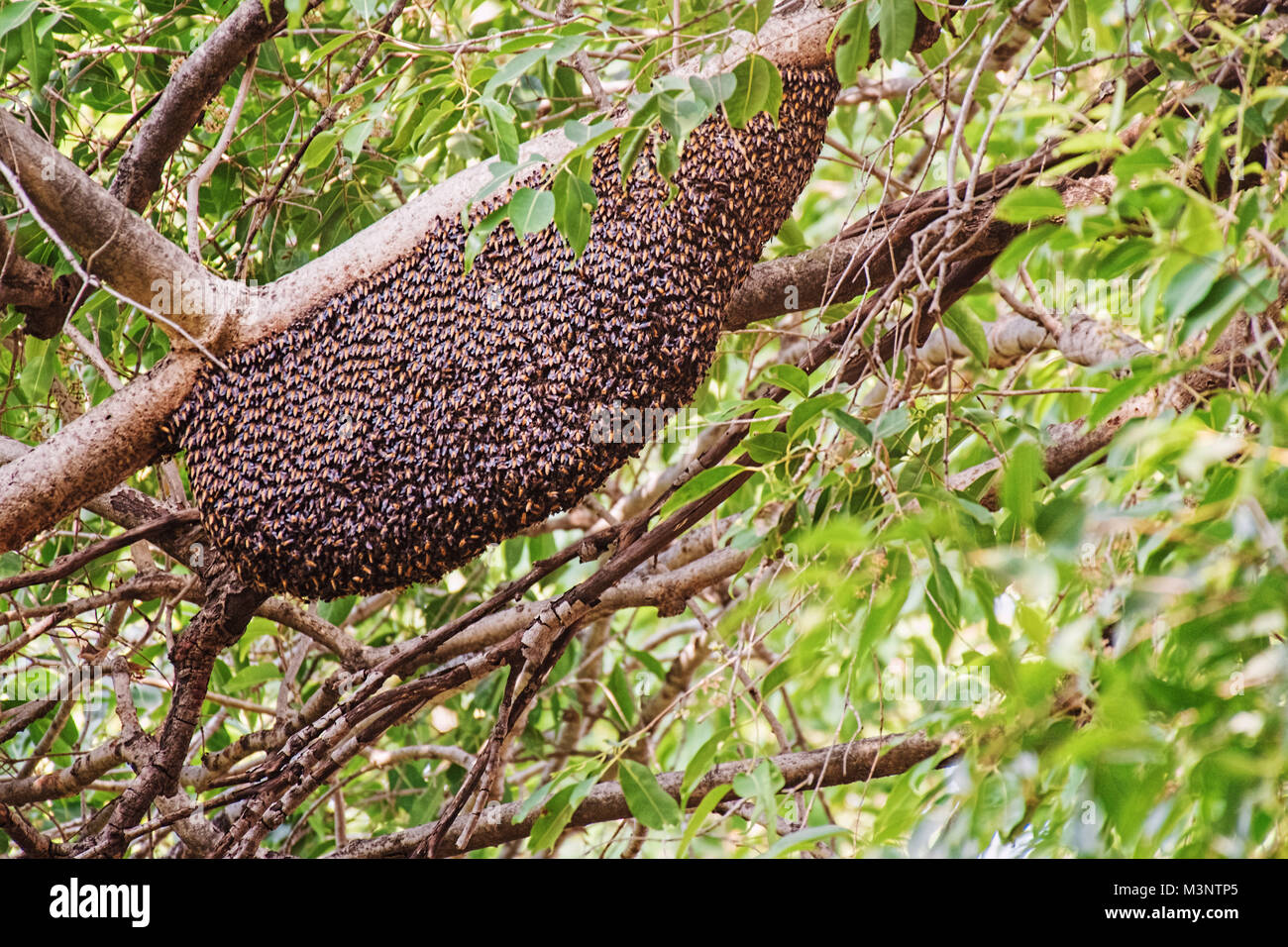 Bienenstock, Tadoba Wildlife Sanctuary, Maharashtra, Indien, Asien Stockfoto