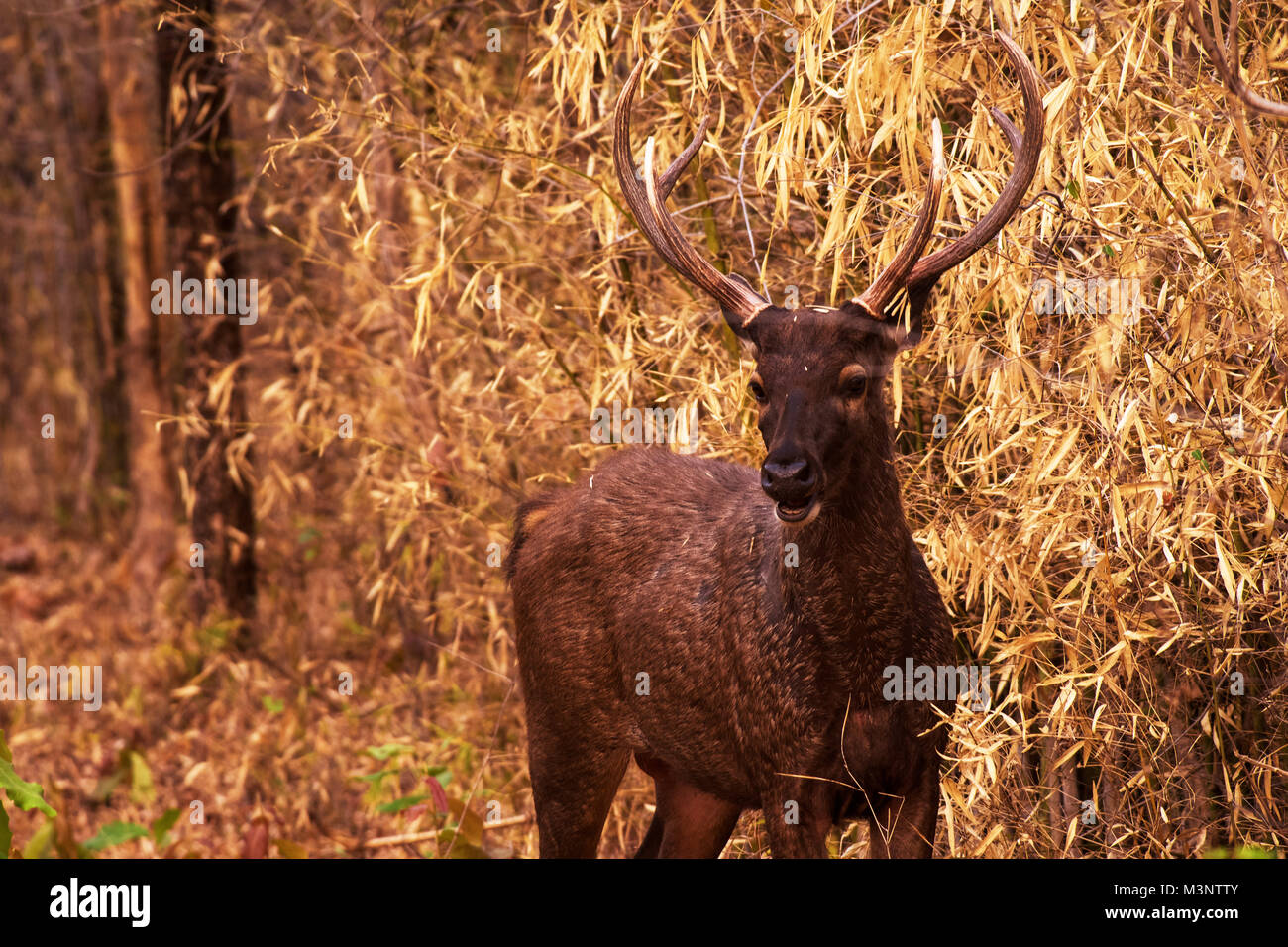 Sambar Hirsche, tadoba Wildlife Sanctuary, Maharashtra, Indien, Asien Stockfoto