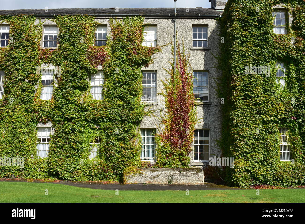 Mehrstöckiges Wohnhaus von Maynooth University mit dichten Reben bedeckt. Stockfoto
