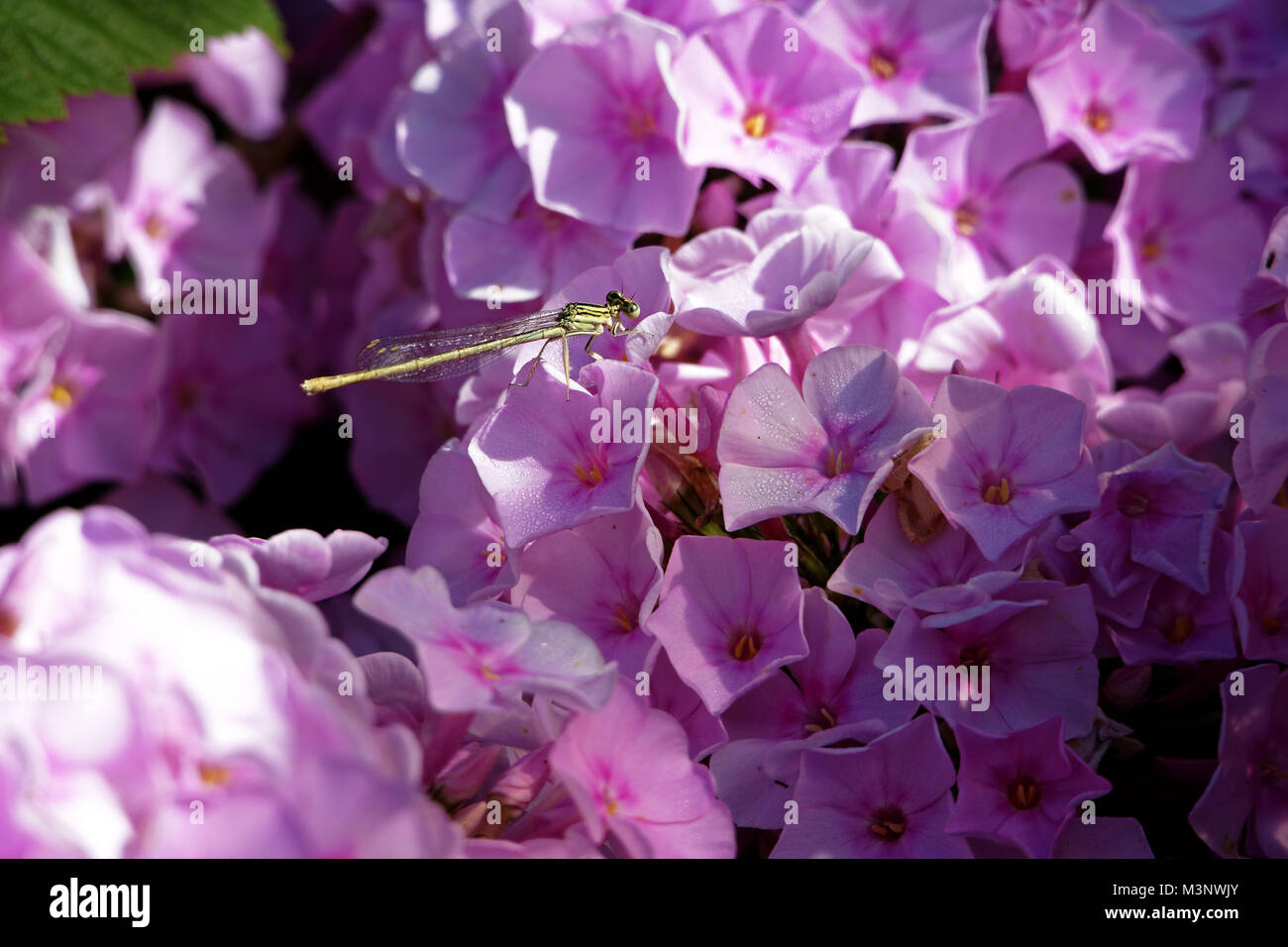 Libelle auf Phlox Blumen (Potager de Suzanne; Le Pas; Mayenne, Pays de la Loire, Frankreich). Stockfoto