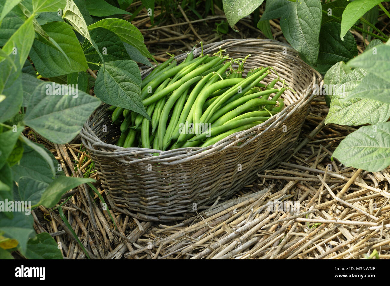 Ernte grüne Bohnen (Phaseolus vulgaris), Mulchen. Suzanne Gemüsegarten, Le Pas, Mayenne, Pays de la Loire, Frankreich. Stockfoto