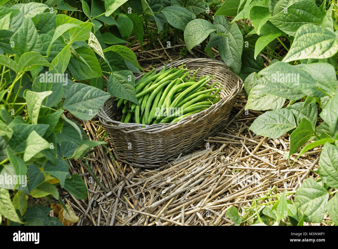 Ernte grüne Bohnen (Phaseolus vulgaris), Mulchen. Suzanne Gemüsegarten, Le Pas, Mayenne, Pays de la Loire, Frankreich. Stockfoto